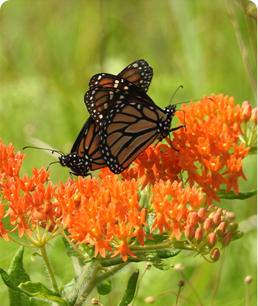 The Monarch Lifecycle