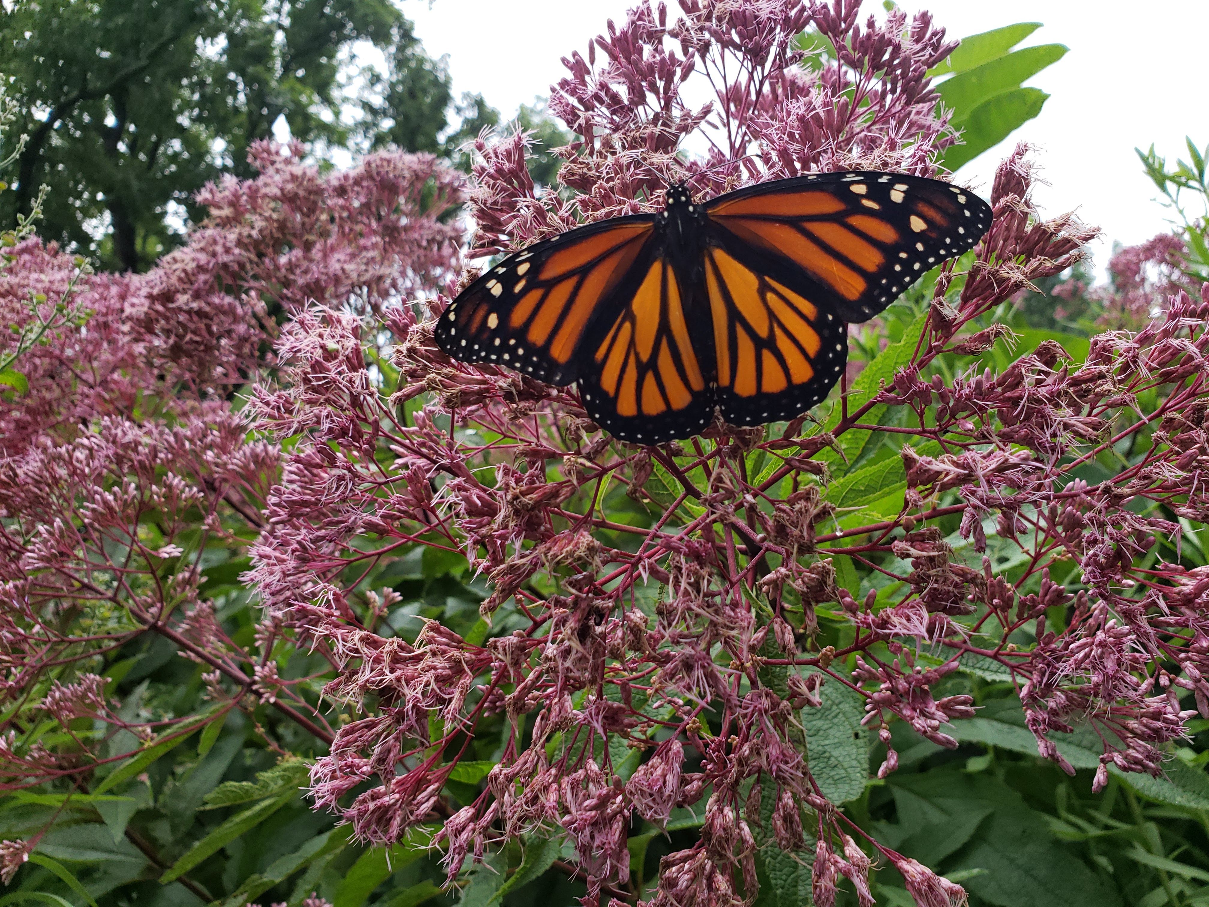 Adult Butterfly