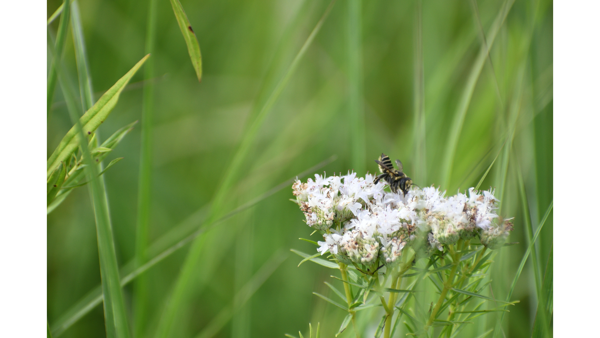 Wood- and Tunnel-Nesting Bees